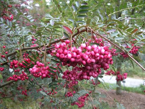 Nybeskreven kinesisk buskrogn (Sorbus pseudovilmorinii)